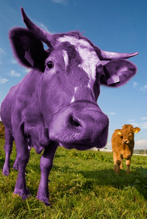 What's your #purplecow? | Cracking Media | Bournemouth